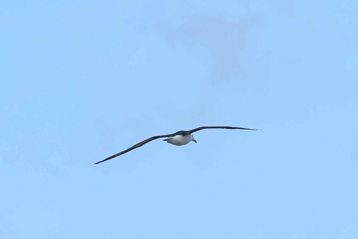 Laysan Albatross - ML646388212