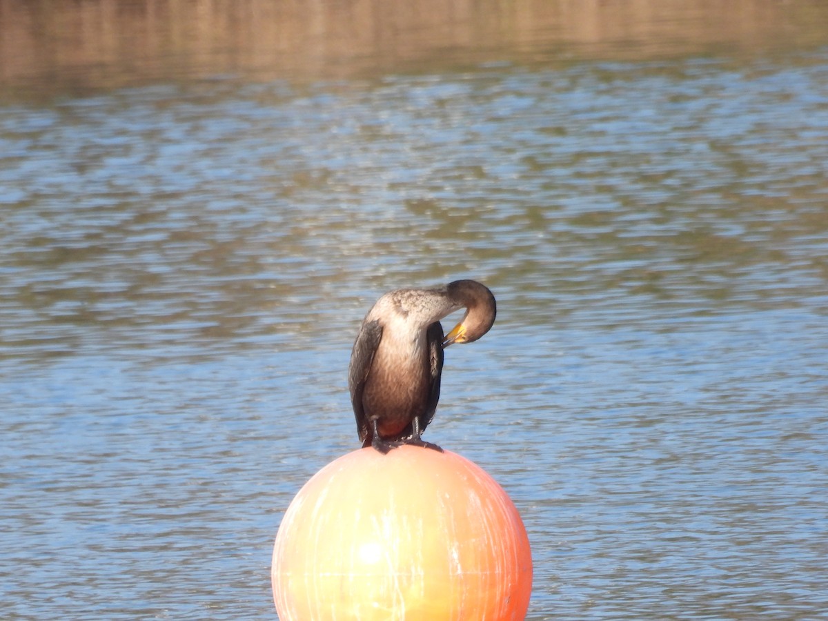 Double-crested Cormorant - ML646388213
