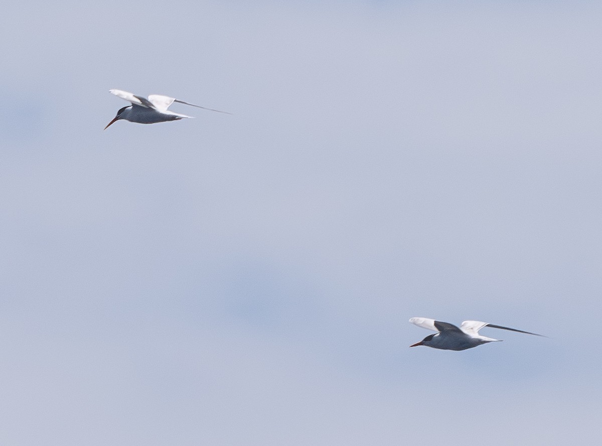 Elegant Tern - ML646388214