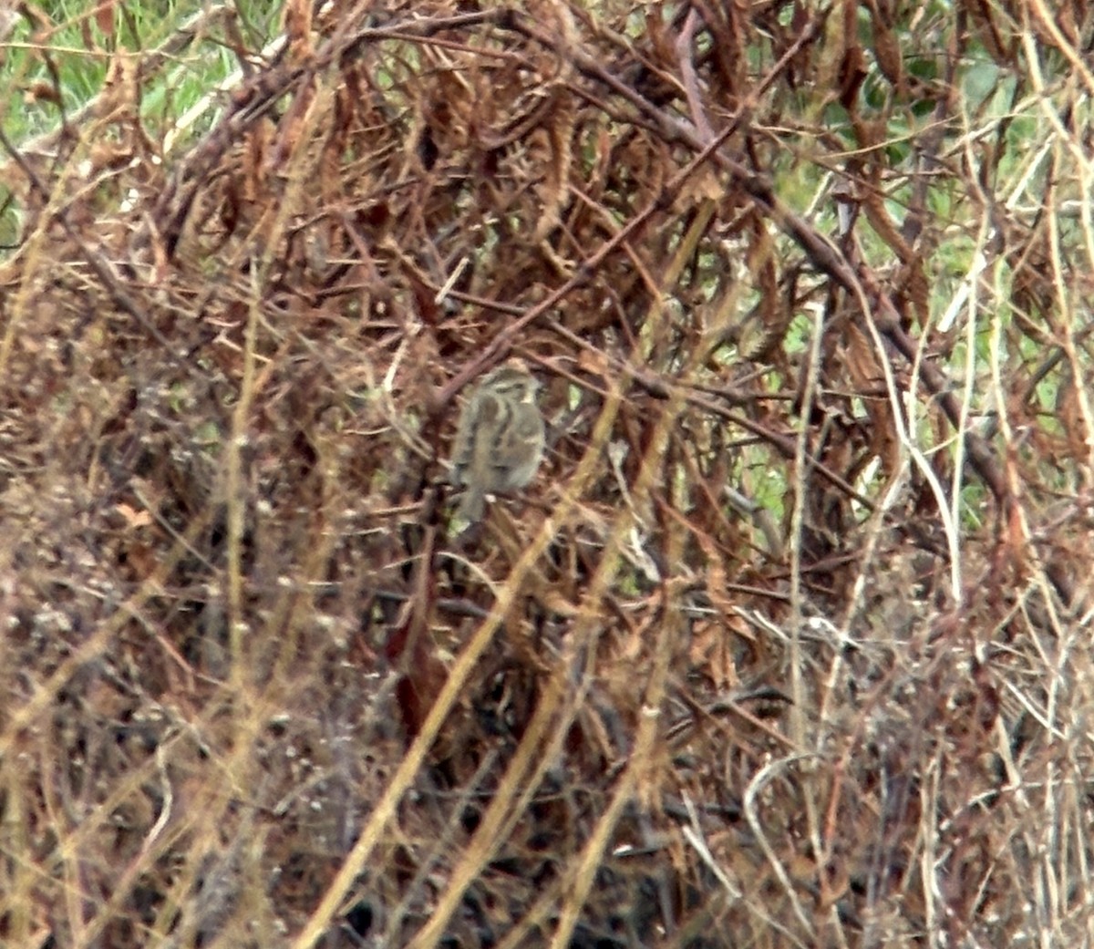 strnad šedokápý - ML646388223