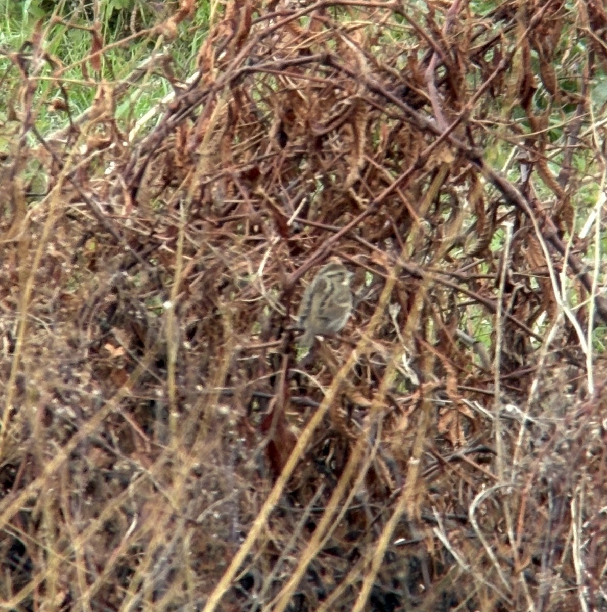 strnad šedokápý - ML646388224