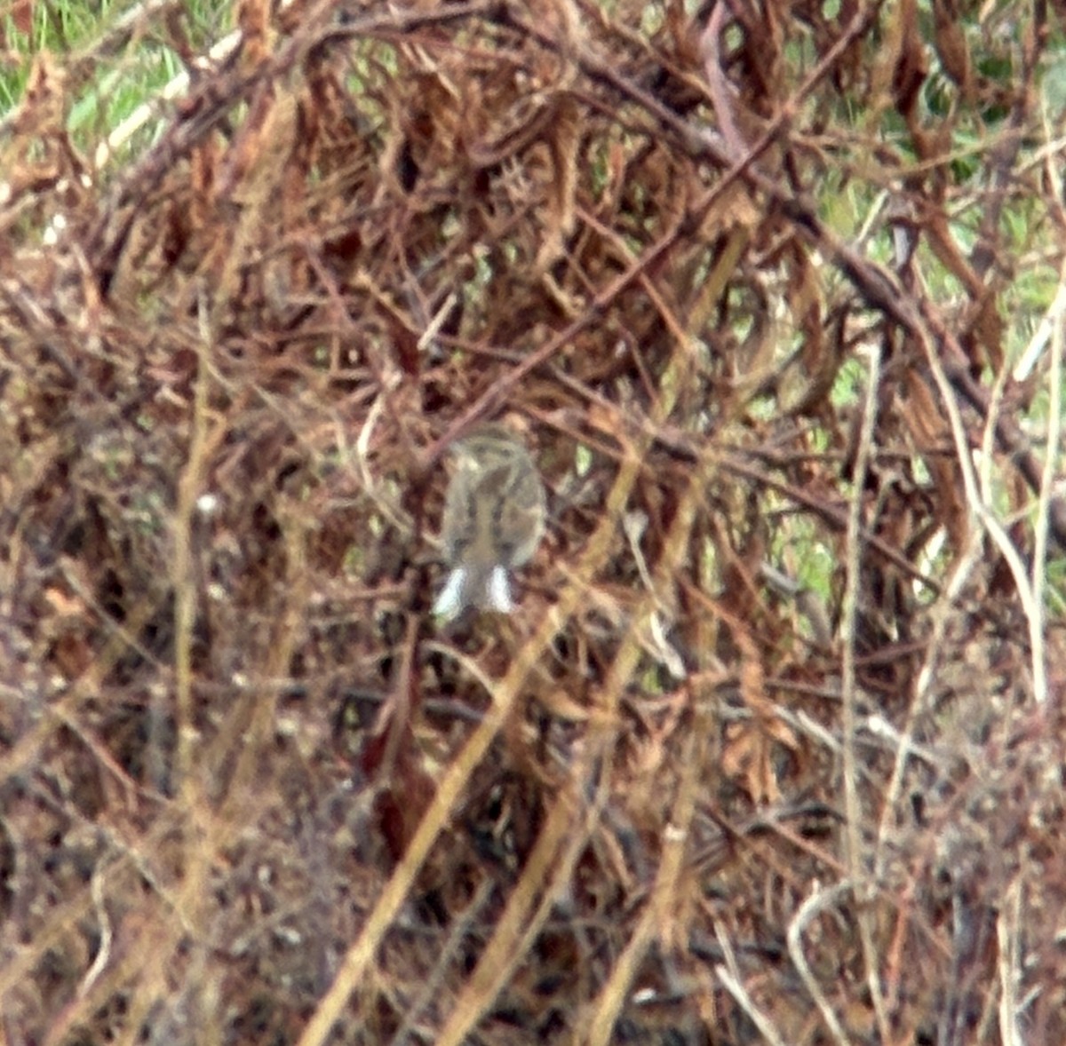 strnad šedokápý - ML646388225