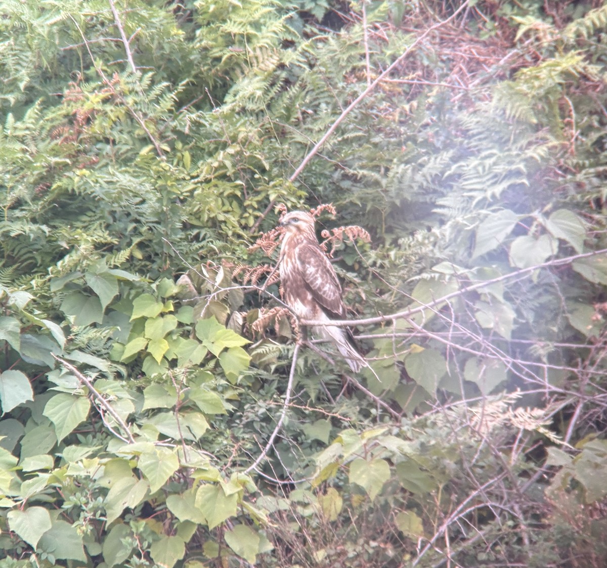 káně východní - ML646388228