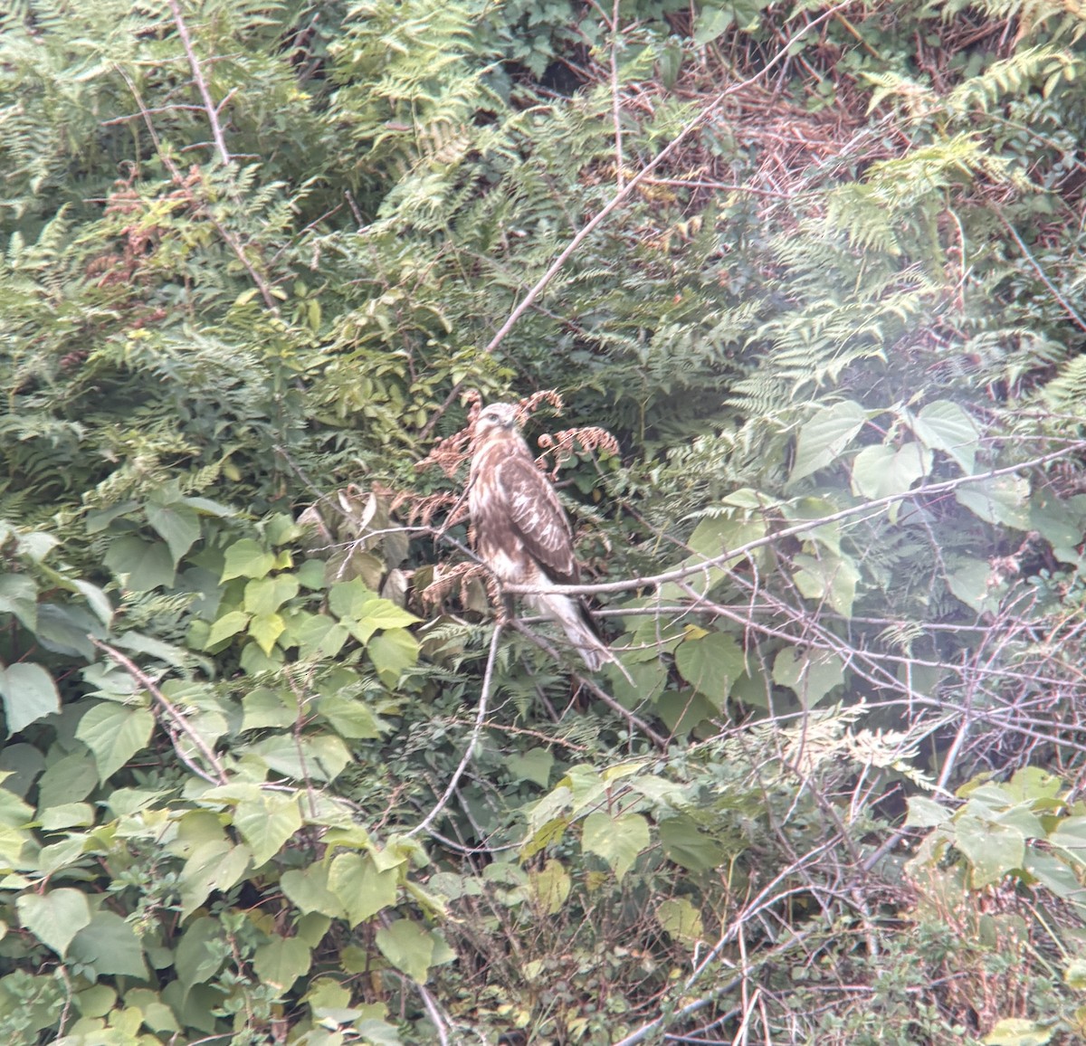 káně východní - ML646388229