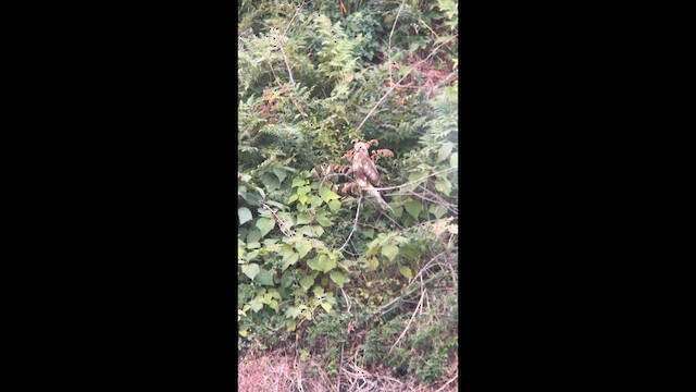 Eastern Buzzard - ML646388233