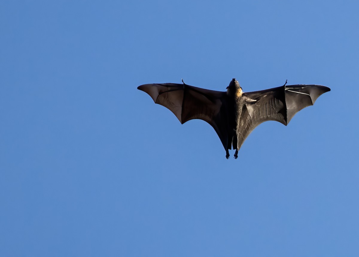 Large Flying-fox - ML646388234