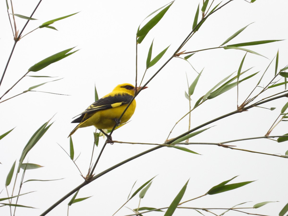 Вивільга індійська - ML646388236