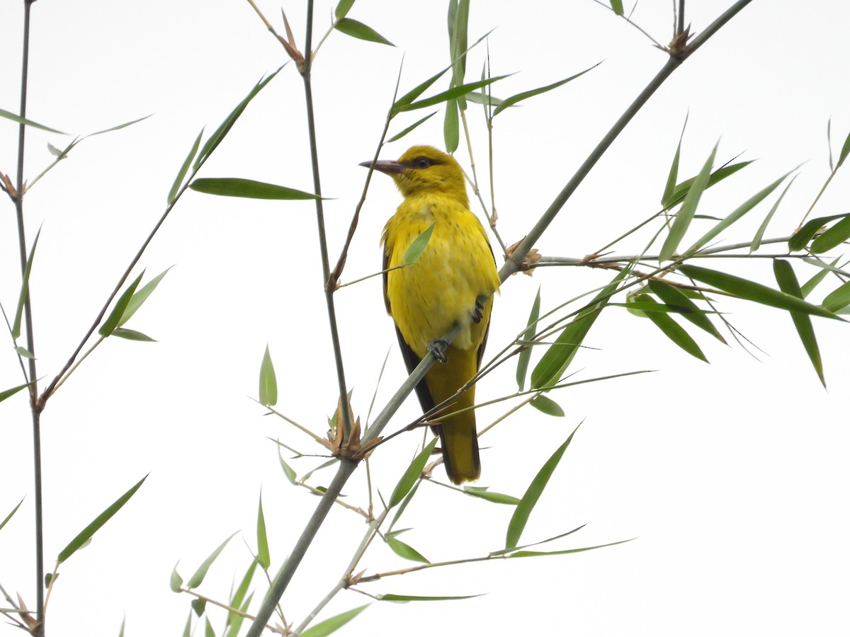 Вивільга індійська - ML646388237