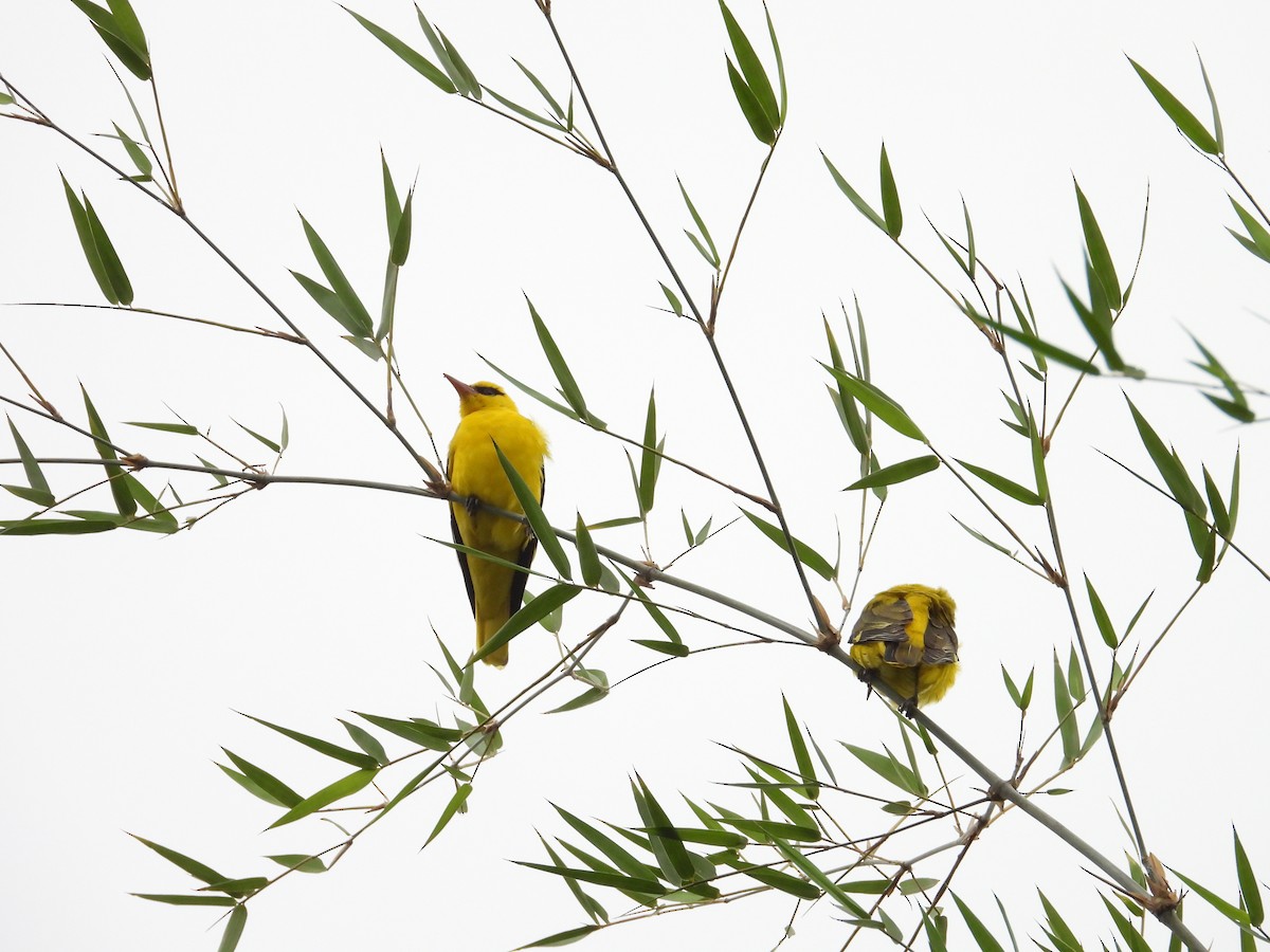 Вивільга індійська - ML646388238