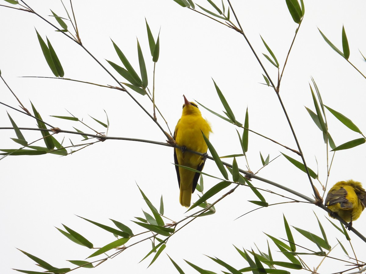 Вивільга індійська - ML646388239