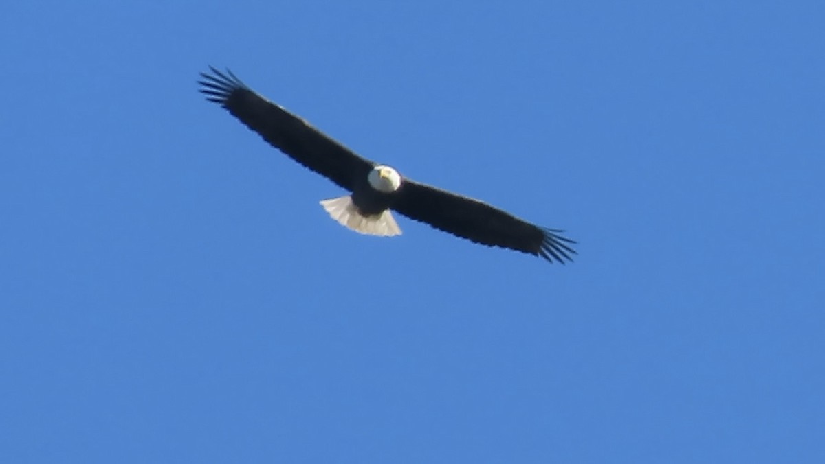 Bald Eagle - ML646388240