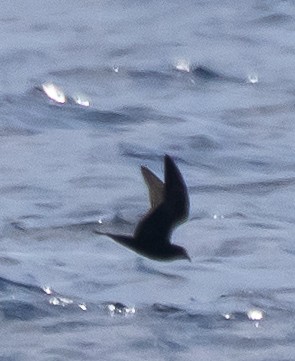 Black Storm-Petrel - ML646388241