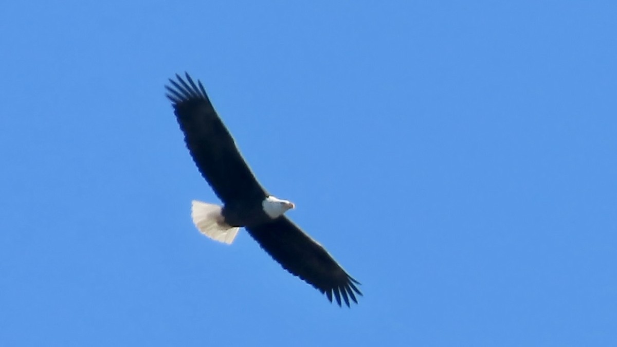 Bald Eagle - ML646388242