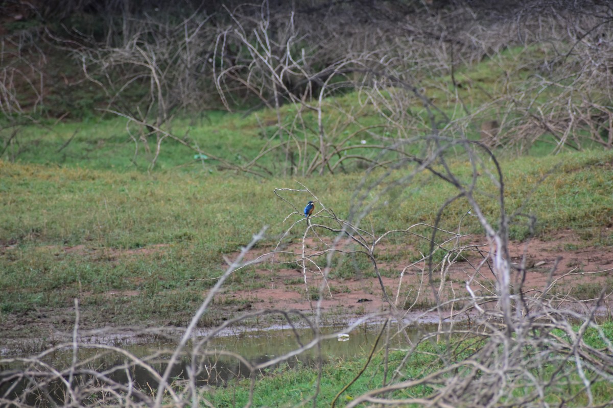 Common Kingfisher - ML646388243