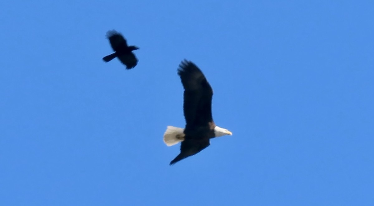 Bald Eagle - ML646388244