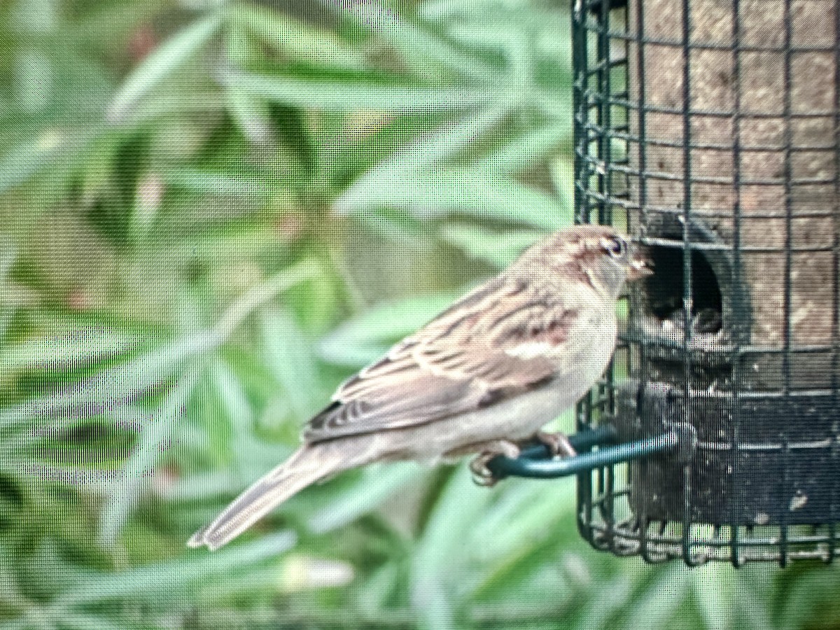 House Sparrow - ML646388246