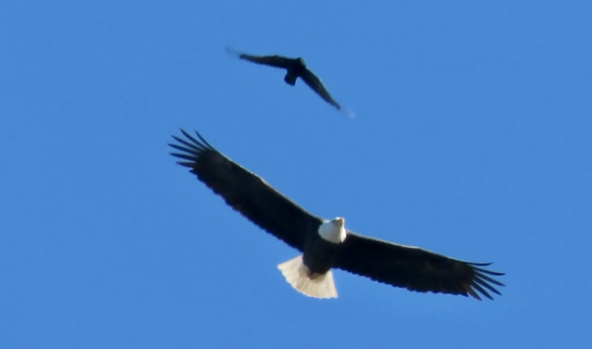 Bald Eagle - ML646388247