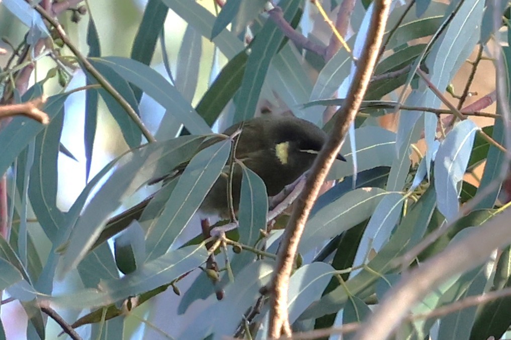 Lewin's Honeyeater - ML646388248