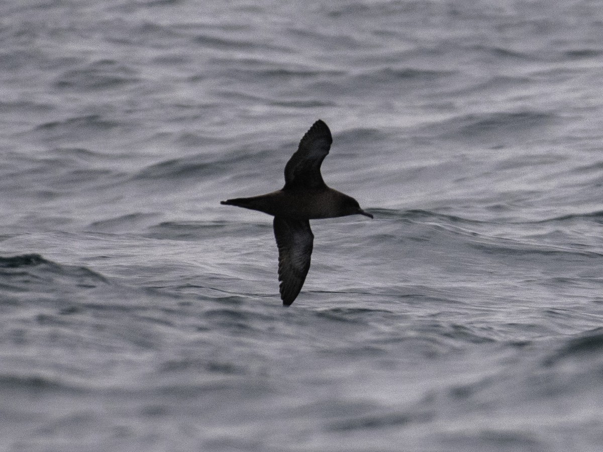 Sooty Shearwater - ML646388249