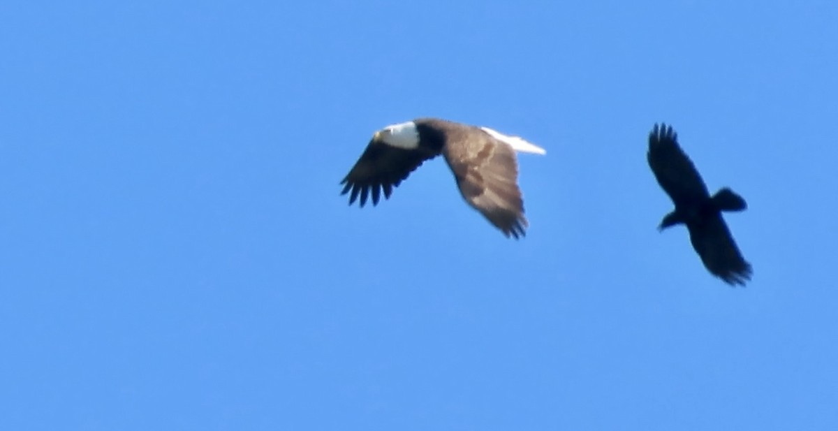 Bald Eagle - ML646388250