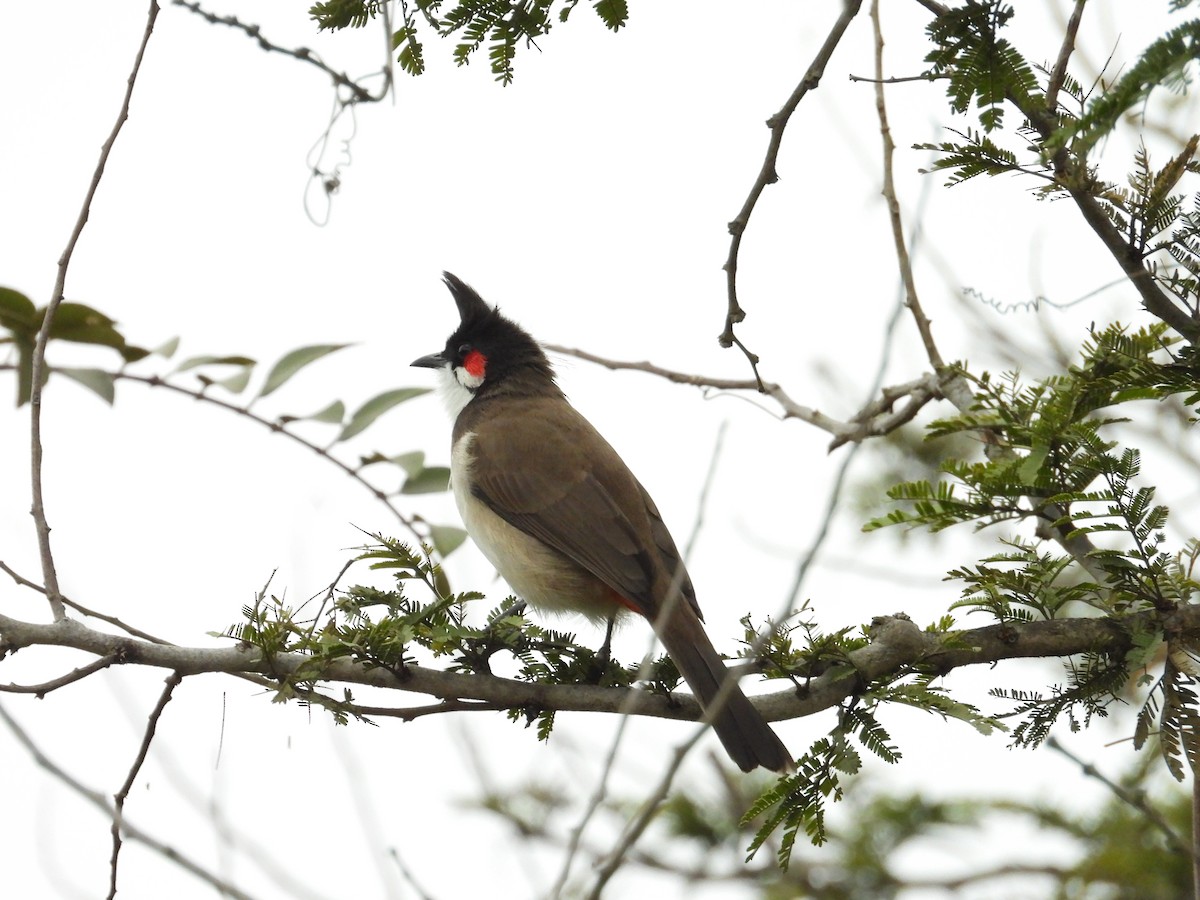Red-whiskered Bulbul - ML646388251