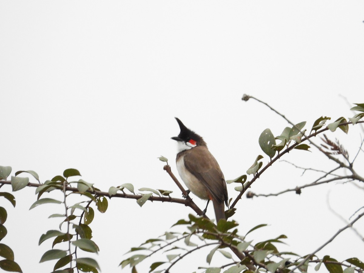 Red-whiskered Bulbul - ML646388252