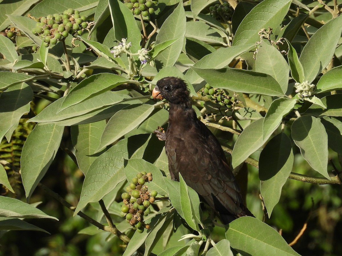 Lesser Vasa Parrot - ML646388253