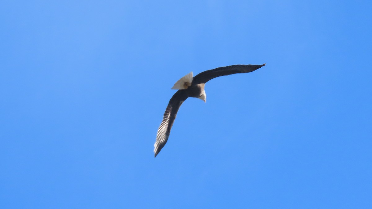 Bald Eagle - ML646388254