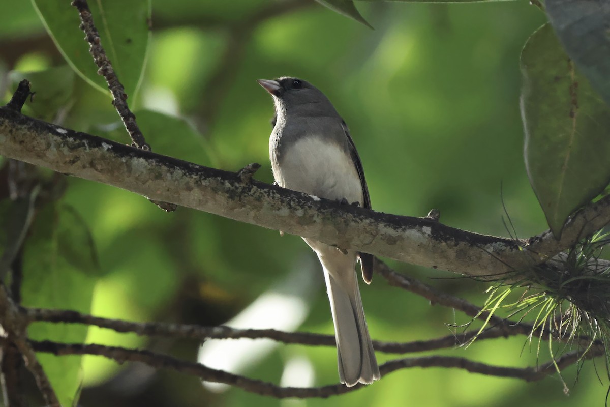 Dark-eyed Junco (Slate-colored) - ML646388255