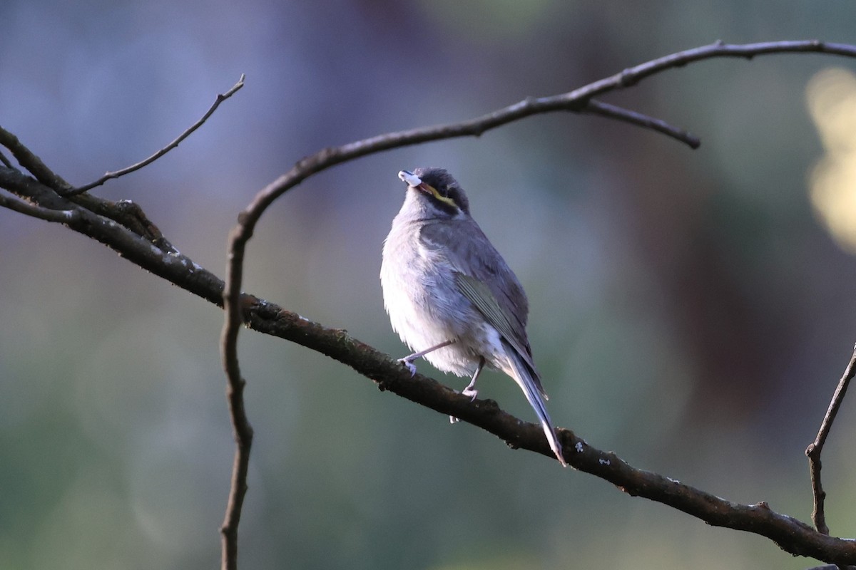 Yellow-faced Honeyeater - ML646388256