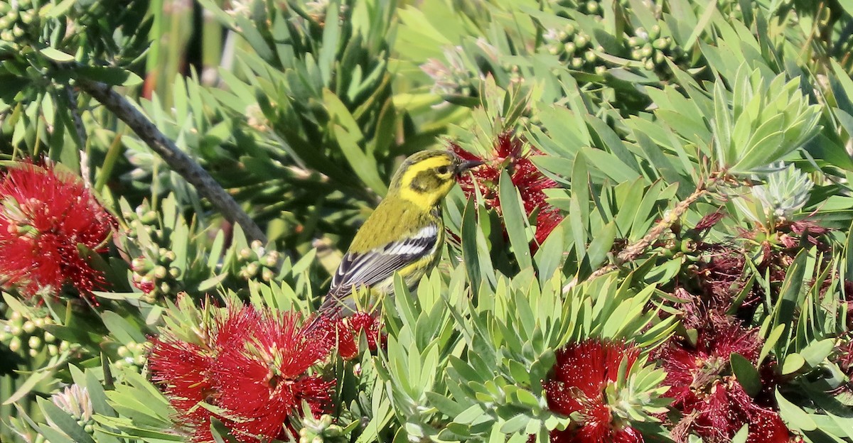 Townsend's Warbler - ML646388257