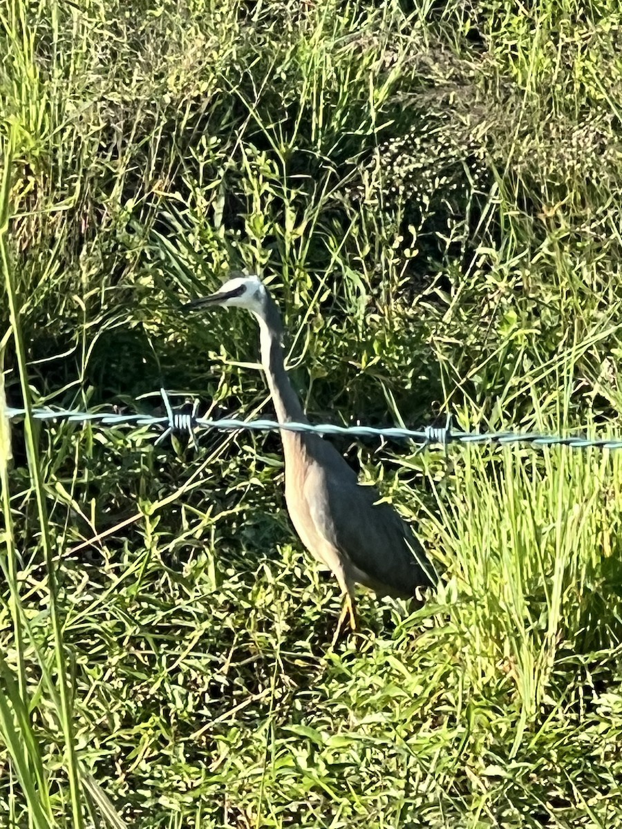 White-faced Heron - ML646388258
