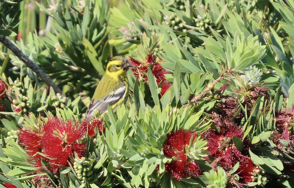 Townsend's Warbler - ML646388259