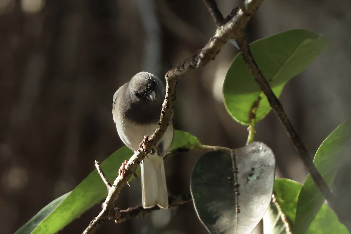 Dark-eyed Junco (Slate-colored) - ML646388261