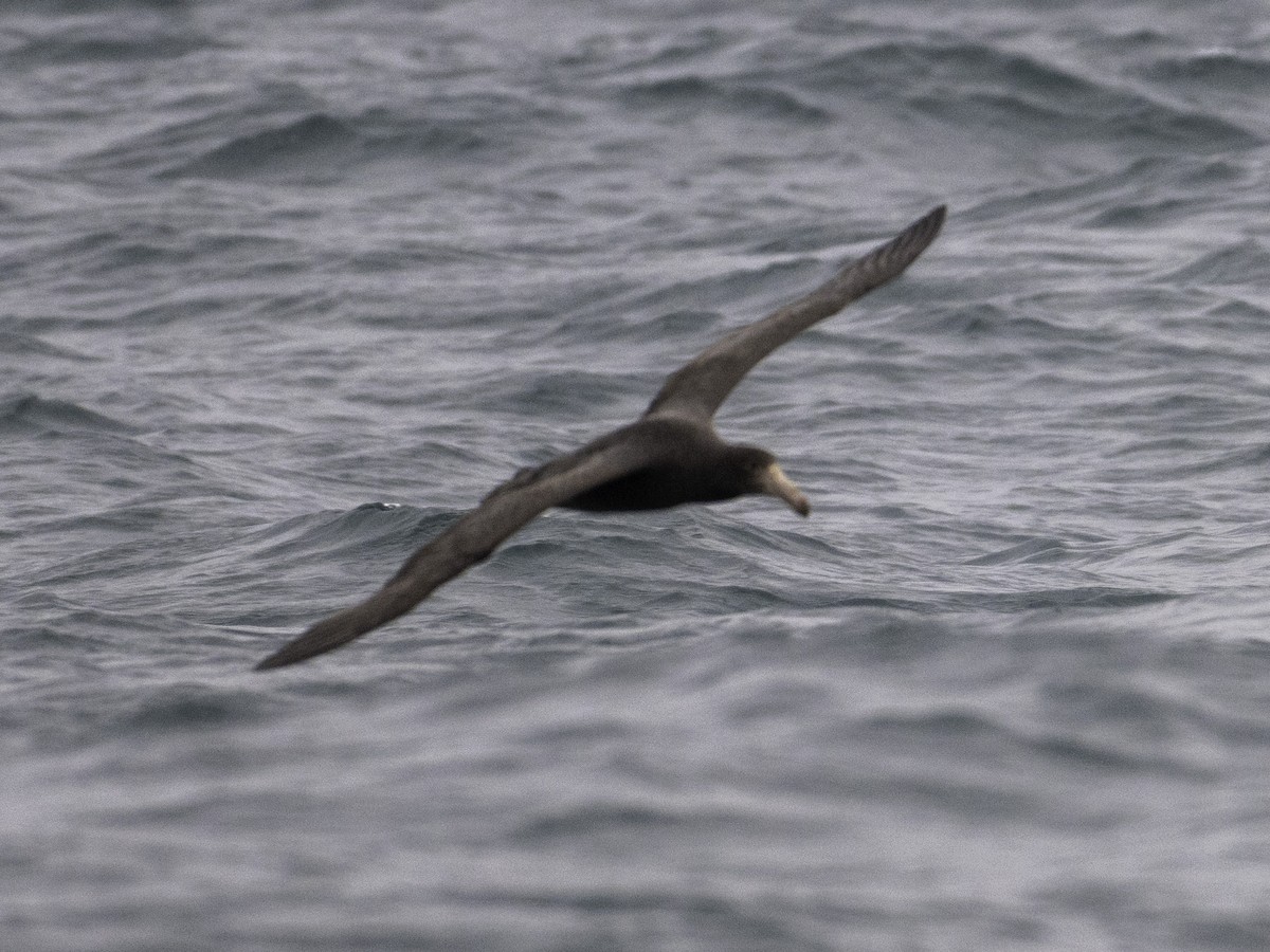 Northern Giant-Petrel - ML646388262