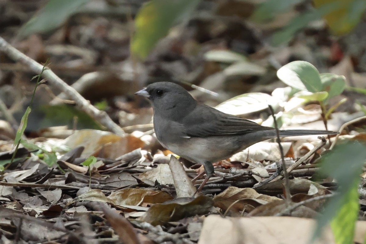 Dark-eyed Junco (Slate-colored) - ML646388263