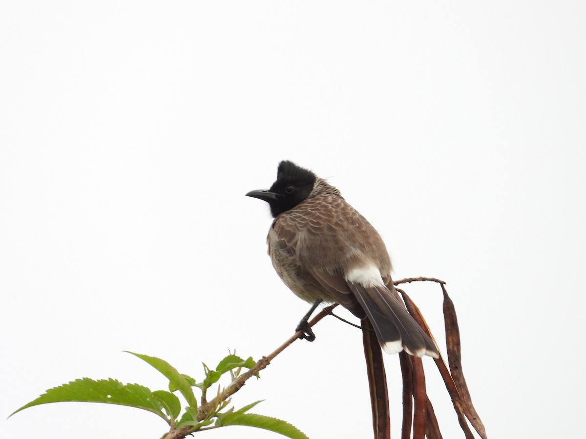 Red-vented Bulbul - ML646388264