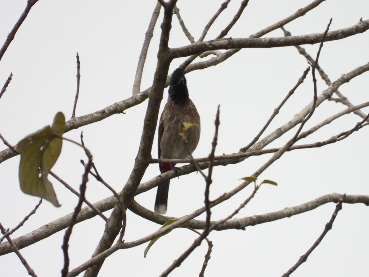 Red-vented Bulbul - ML646388265