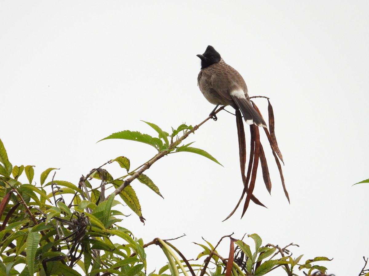 Red-vented Bulbul - ML646388266