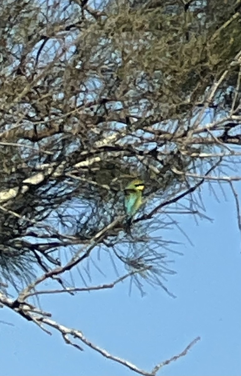 Rainbow Bee-eater - ML646388267