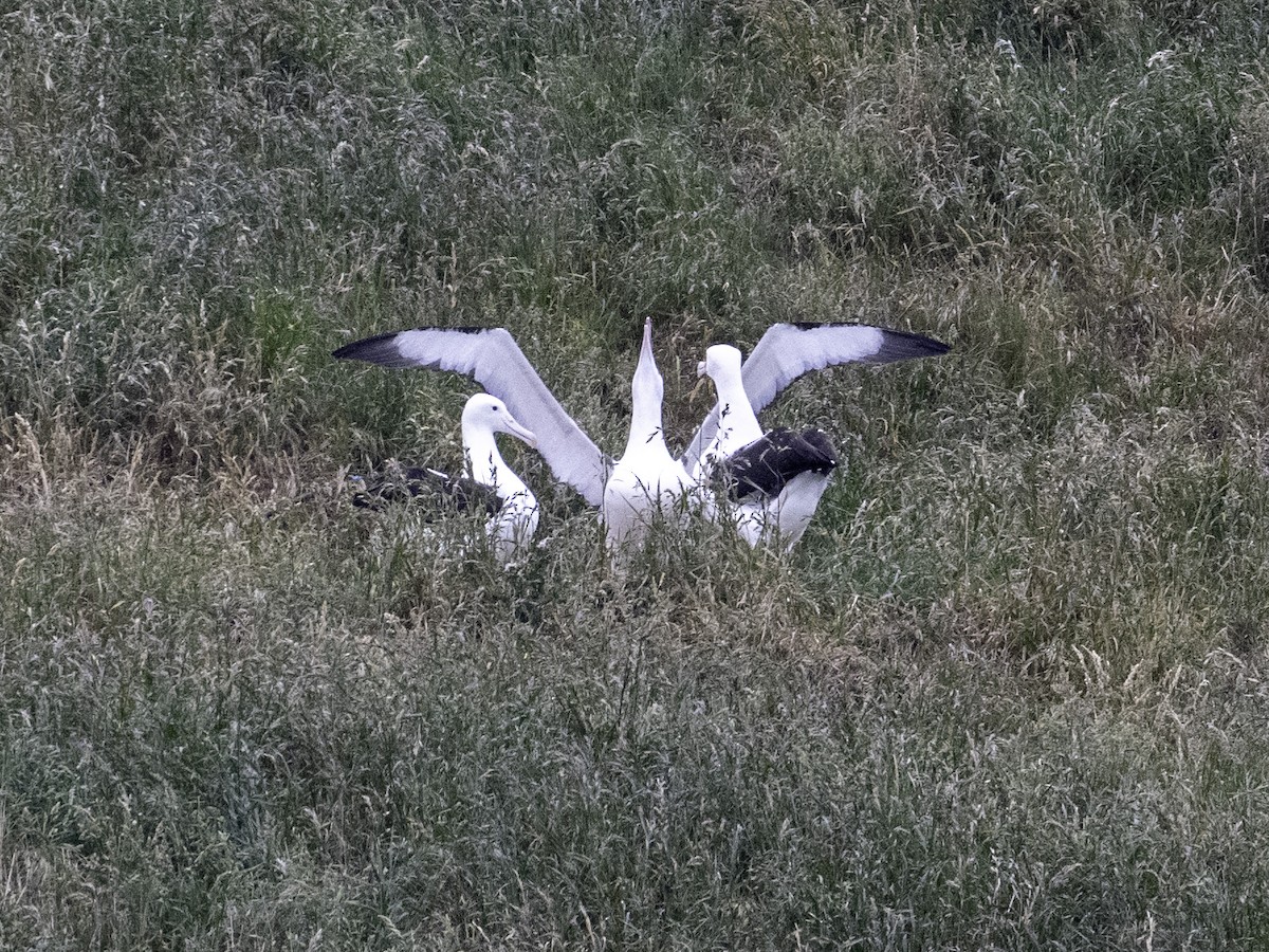 Northern Royal Albatross - ML646388268