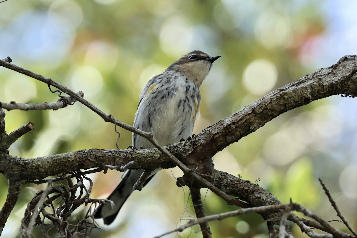 Yellow-rumped Warbler (Myrtle) - ML646388269