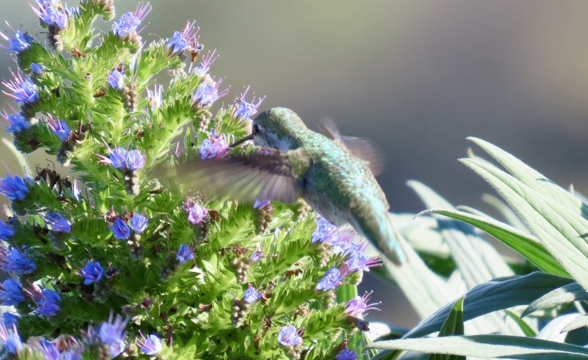 Anna's Hummingbird - ML646388270