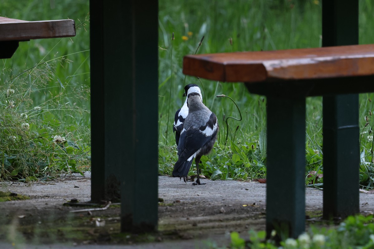 Australian Magpie - ML646388272