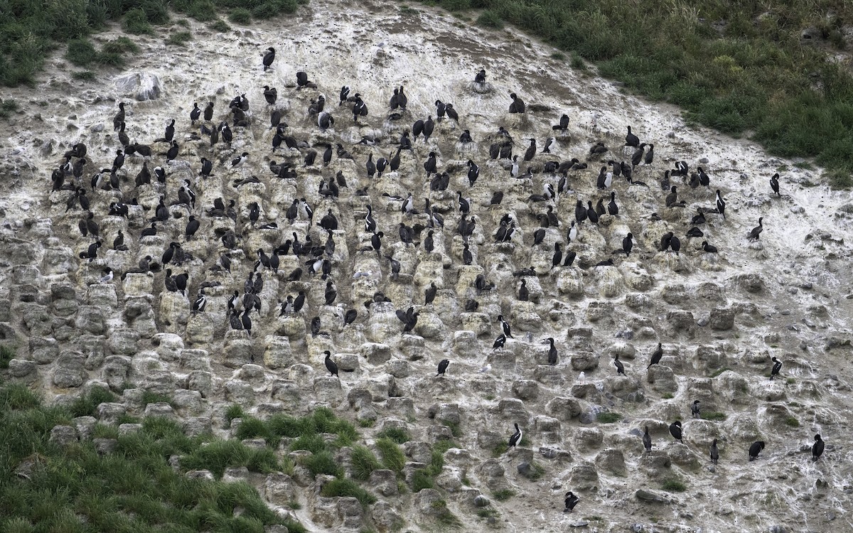 Stewart Island Shag (Otago) - ML646388274