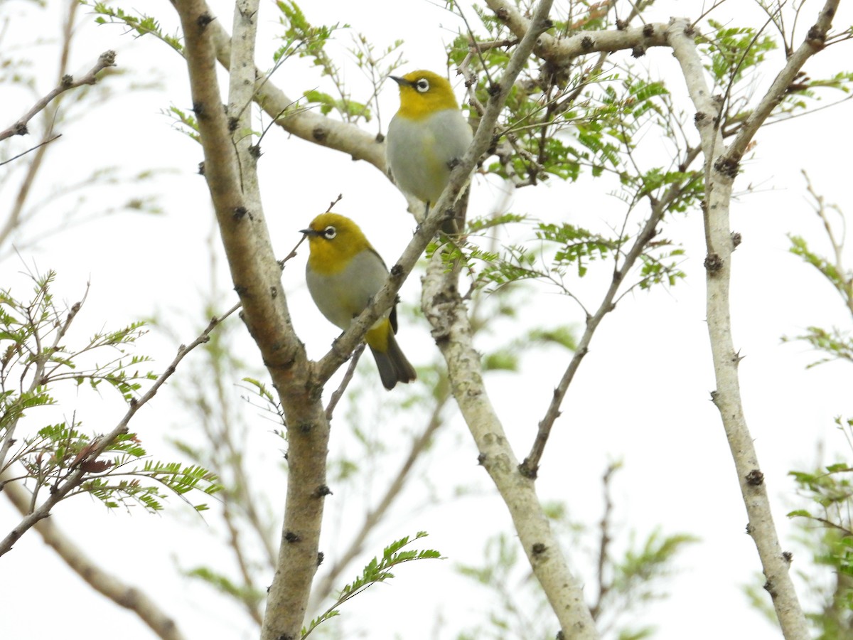Indian White-eye - ML646388275
