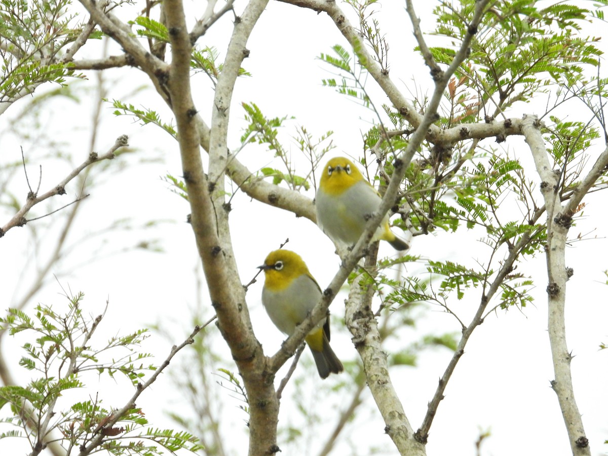 Indian White-eye - ML646388276