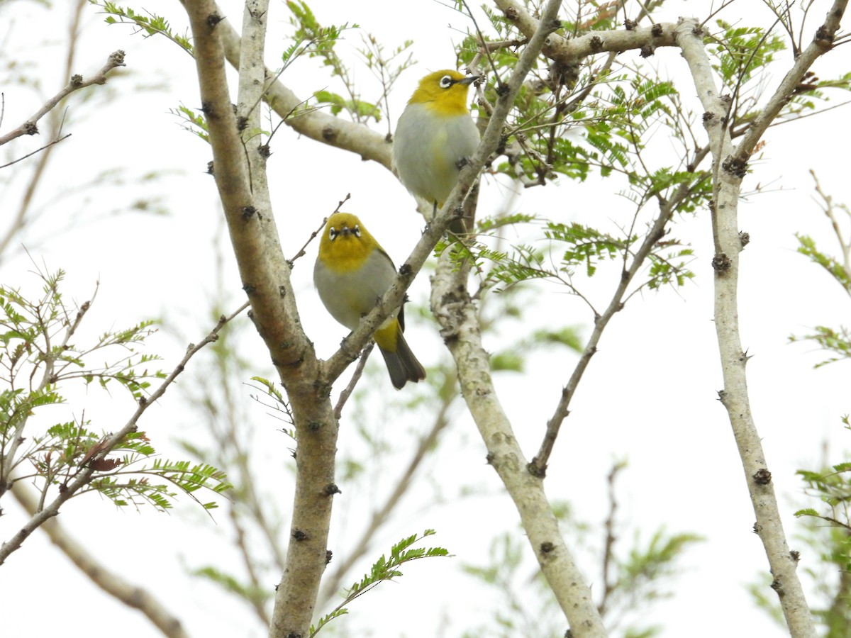 Indian White-eye - ML646388277