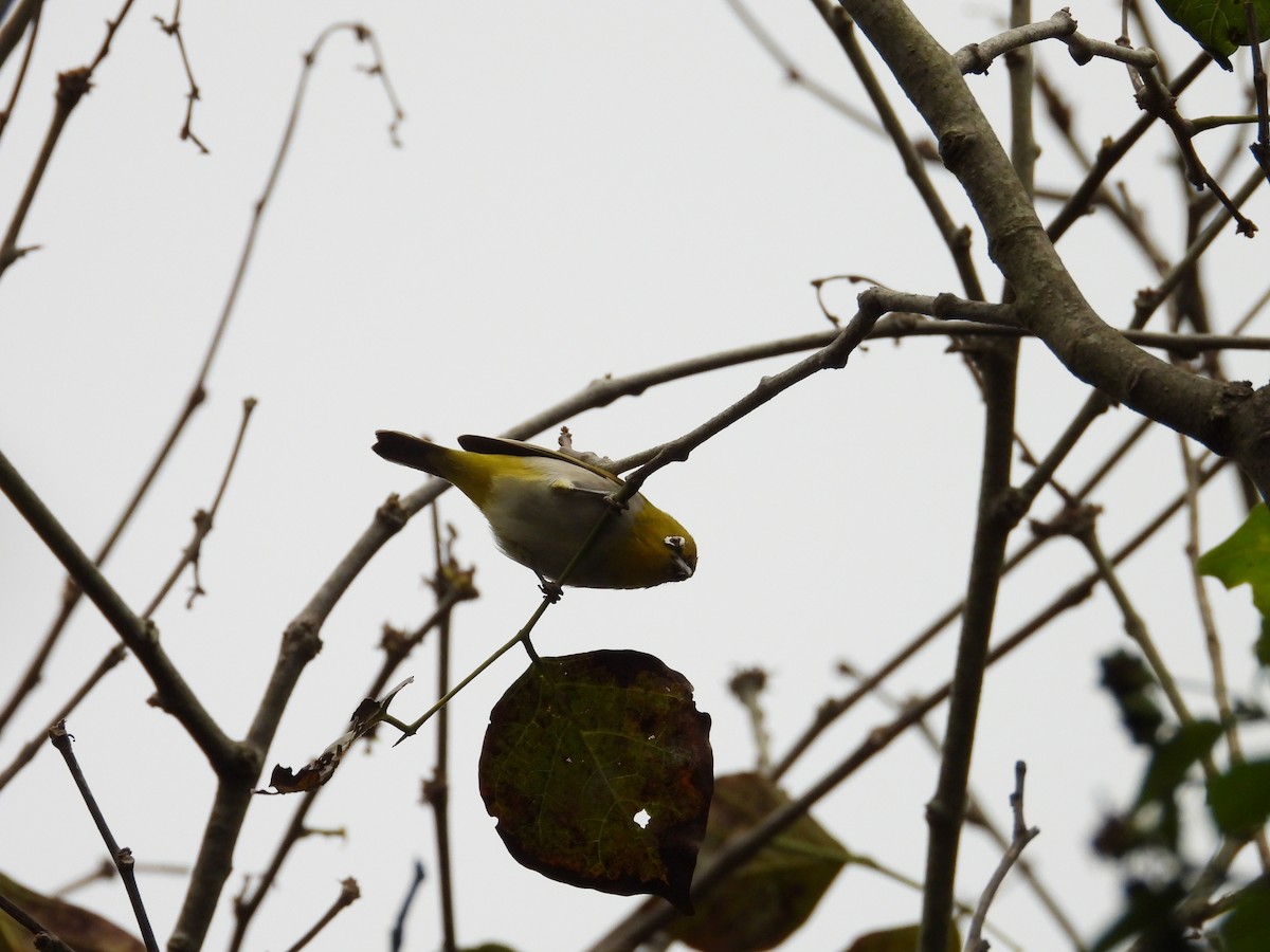 Indian White-eye - ML646388278