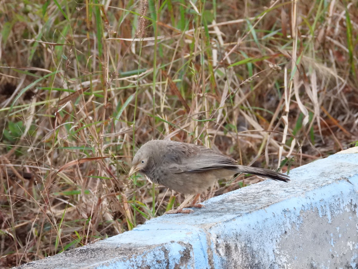 Yellow-billed Babbler - ML646388280